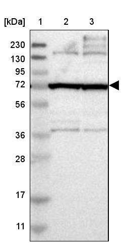 FAM161B Antibody - BSA Free Western Blot: FAM161B Antibody - BSA Free [NBP1-88421]