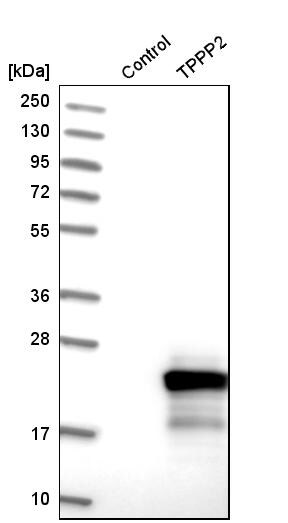 TPPP2 Antibody - BSA Free Western Blot: TPPP2 Antibody - BSA Free [NBP1-88430]