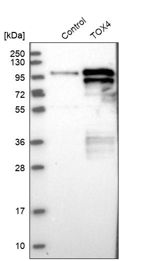 TOX4 Antibody - BSA Free Western Blot: TOX4 Antibody - BSA Free [NBP1-88433]