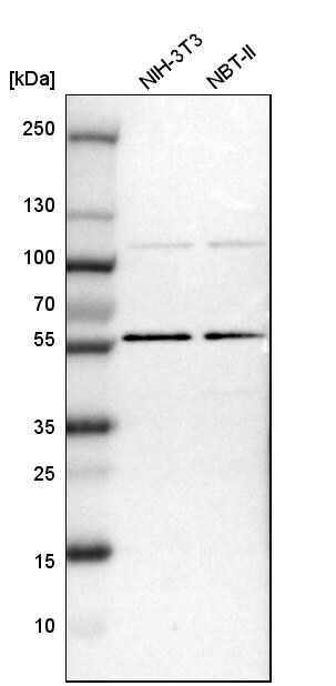 TOX4 Antibody - BSA Free Western Blot: TOX4 Antibody - BSA Free [NBP1-88433]