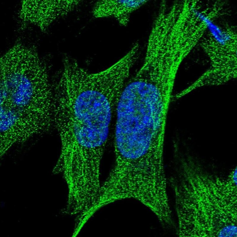 RPUSD2 Antibody - BSA Free Immunocytochemistry/ Immunofluorescence: RPUSD2 Antibody - BSA Free [NBP1-88438]