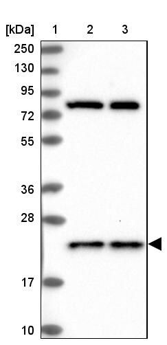 HN1L Antibody - BSA Free Western Blot: HN1L Antibody - BSA Free [NBP1-88445]