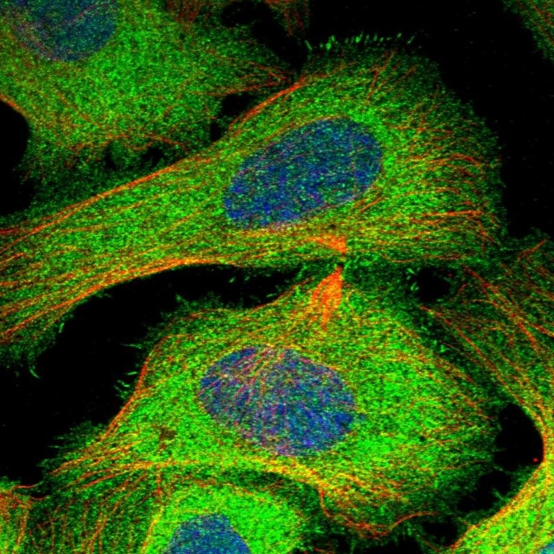 HN1L Antibody - BSA Free Immunocytochemistry/ Immunofluorescence: HN1L Antibody - BSA Free [NBP1-88445]