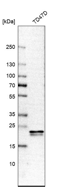 HN1L Antibody - BSA Free Western Blot: HN1L Antibody - BSA Free [NBP1-88446]