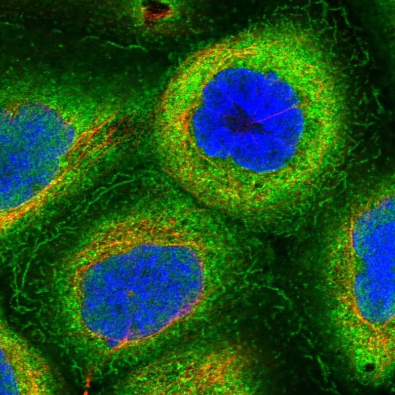 HN1L Antibody - BSA Free Immunocytochemistry/ Immunofluorescence: HN1L Antibody - BSA Free [NBP1-88446]