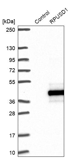 RPUSD1 Antibody - BSA Free Western Blot: RPUSD1 Antibody - BSA Free [NBP1-88448]