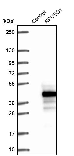 RPUSD1 Antibody - BSA Free Western Blot: RPUSD1 Antibody - BSA Free [NBP1-88449]