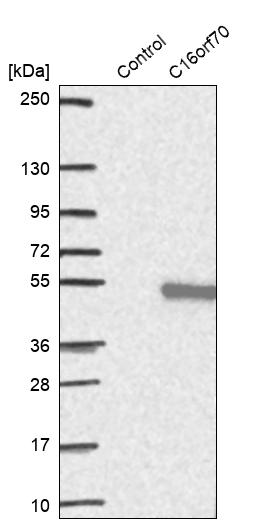 LIN10 Antibody - BSA Free Western Blot: LIN10 Antibody - BSA Free [NBP1-88453]