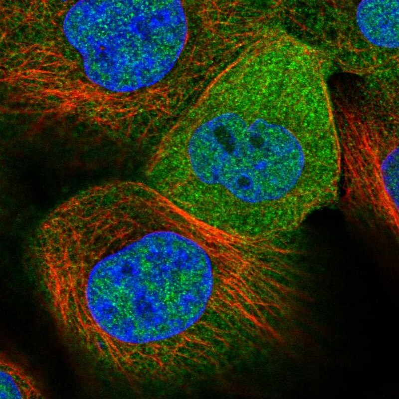 GLOD4 Antibody - BSA Free Immunocytochemistry/ Immunofluorescence: GLOD4 Antibody [NBP1-88462]