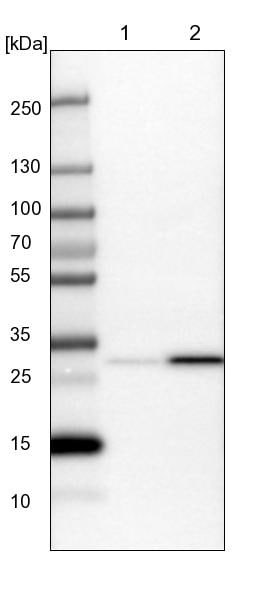 GLOD4 Antibody - BSA Free Western Blot: GLOD4 Antibody - BSA Free [NBP1-88462]