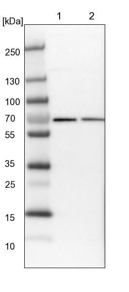 UTP6 Antibody - BSA Free Western Blot: UTP6 Antibody - BSA Free [NBP1-88468]