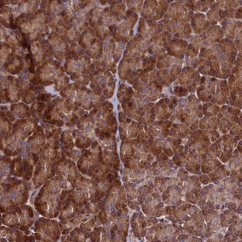 RBFA Antibody - BSA Free Immunohistochemistry-Paraffin: RBFA Antibody [NBP1-88471]