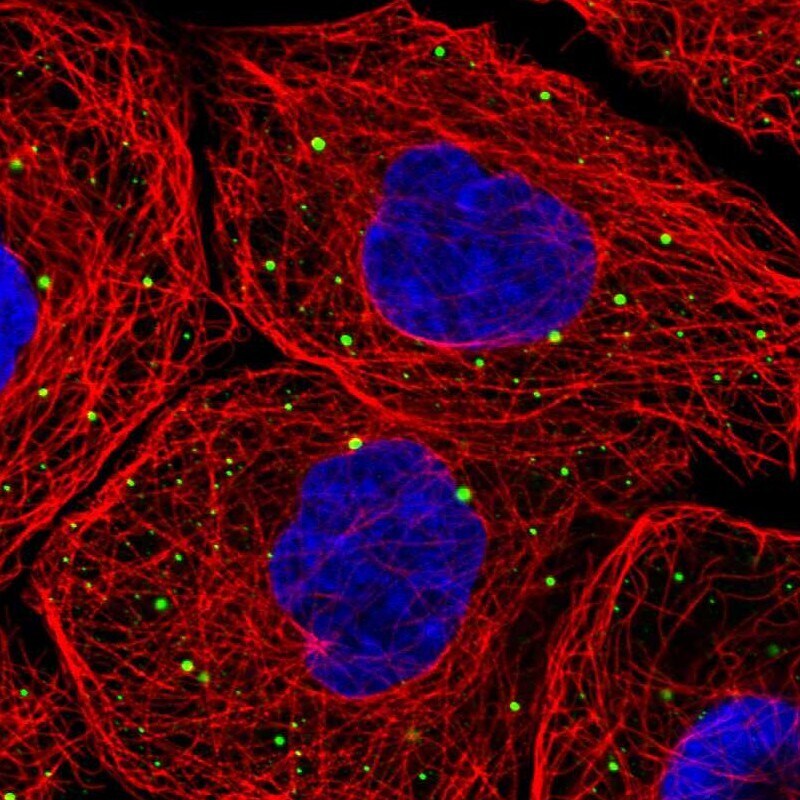 LSM14A Antibody - BSA Free Immunocytochemistry/ Immunofluorescence: LSM14A Antibody - BSA Free [NBP1-88473]