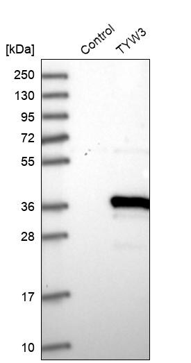 TYW3 Antibody - BSA Free Western Blot: TYW3 Antibody - BSA Free [NBP1-88492]