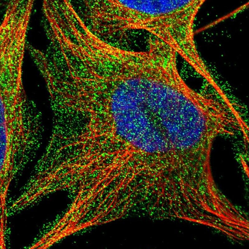 BTN2A1 Antibody - BSA Free Immunocytochemistry/ Immunofluorescence: BTN2A1 Antibody [NBP1-88504]