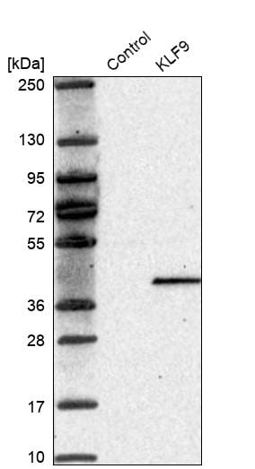 KLF9 Antibody - BSA Free Western Blot: KLF9 Antibody - BSA Free [NBP1-88507]