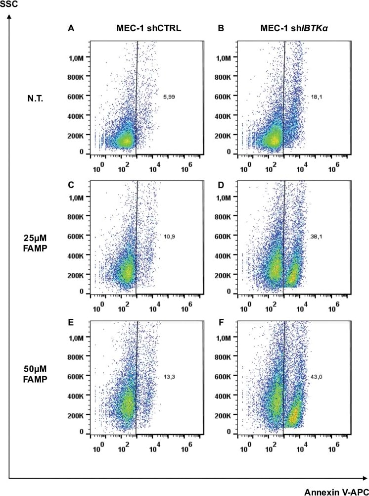 IBTK Antibody