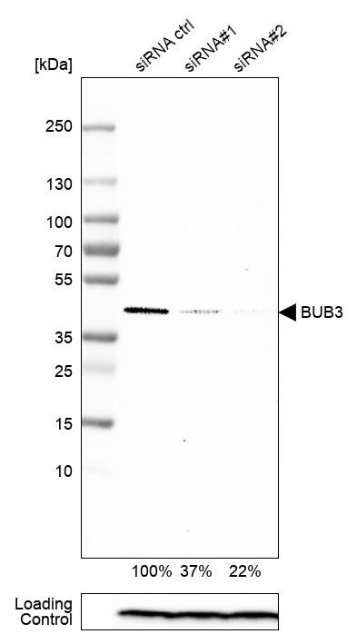 Bub3 Antibody - BSA Free Western Blot: Bub3 Antibody - BSA Free [NBP1-88517]