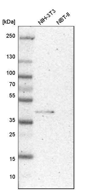 Bub3 Antibody - BSA Free Western Blot: Bub3 Antibody - BSA Free [NBP1-88517]