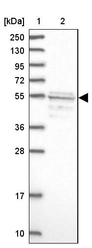 SRFBP1 Antibody - BSA Free Western Blot: SRFBP1 Antibody - BSA Free [NBP1-88518]