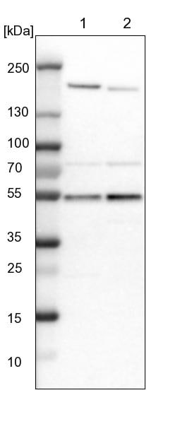 smu1 Antibody - BSA Free Western Blot: smu1 Antibody - BSA Free [NBP1-88522]