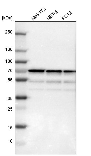 SNW1 Antibody - BSA Free Western Blot: SNW1 Antibody - BSA Free [NBP1-88523]