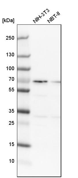 SNW1 Antibody - BSA Free Western Blot: SNW1 Antibody - BSA Free [NBP1-88524]