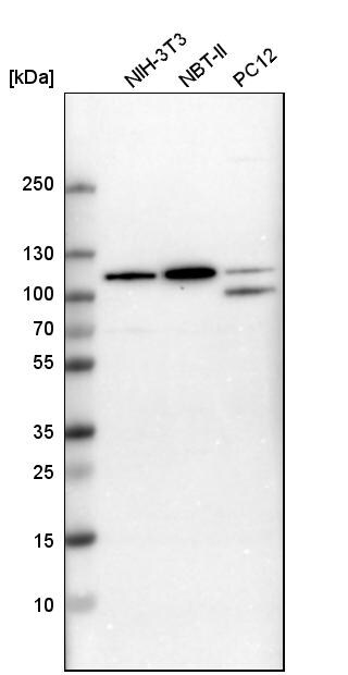 ARHGAP4 Antibody - BSA Free Western Blot: ARHGAP4 Antibody - BSA Free [NBP1-88527]