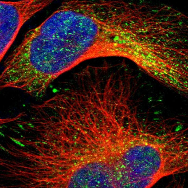 ARHGAP4 Antibody - BSA Free Immunocytochemistry/ Immunofluorescence: ARHGAP4 Antibody [NBP1-88528]