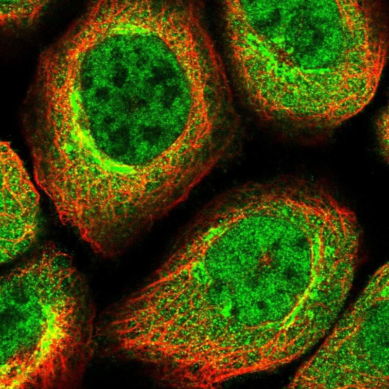 CDC123 Antibody - BSA Free Immunocytochemistry/ Immunofluorescence: CDC123 Antibody [NBP1-88540]