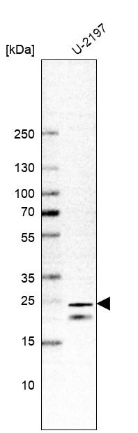 TMEM9B Antibody - BSA Free Western Blot: TMEM9B Antibody - BSA Free [NBP1-88545]