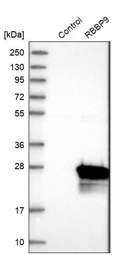 RBBP9 Antibody - BSA Free Western Blot: RBBP9 Antibody - BSA Free [NBP1-88553]