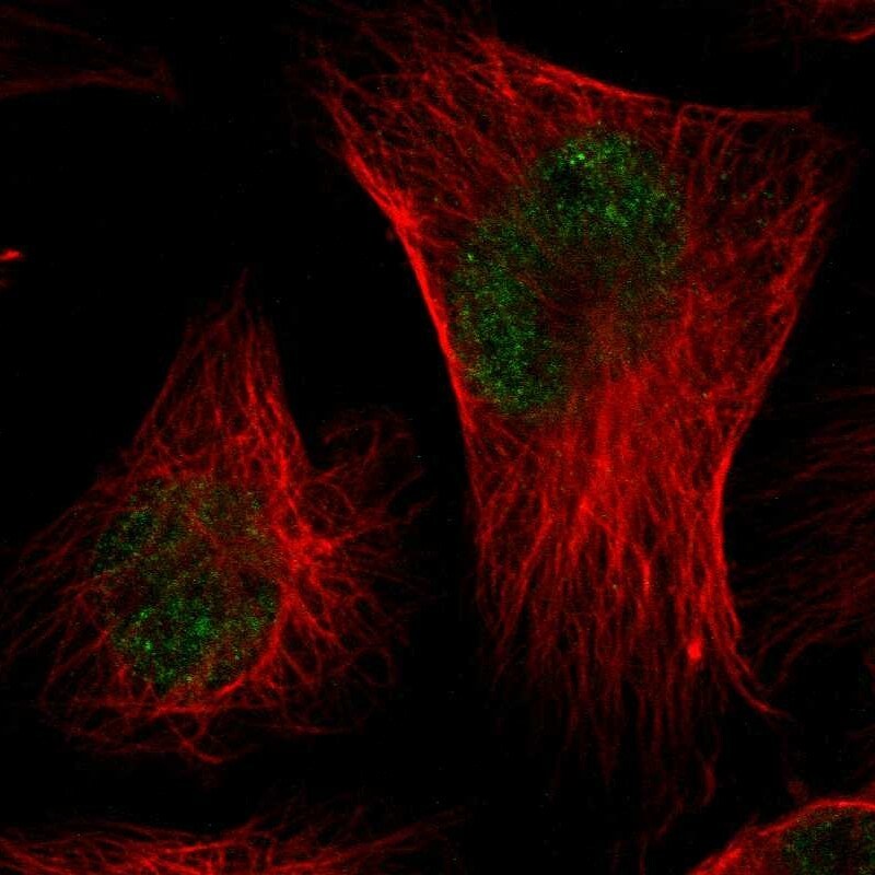 CMTM3 Antibody - BSA Free Immunocytochemistry/ Immunofluorescence: CMTM3 Antibody - BSA Free [NBP1-88563]