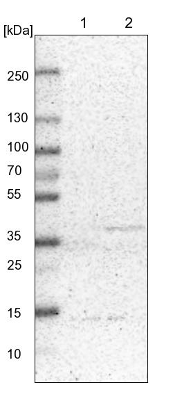 DAP3 Antibody - BSA Free Western Blot: DAP3 Antibody - BSA Free [NBP1-88568]