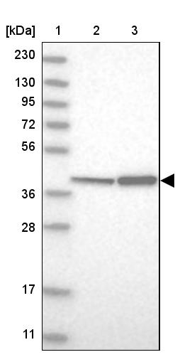 DAP3 Antibody - BSA Free Western Blot: DAP3 Antibody - BSA Free [NBP1-88568]