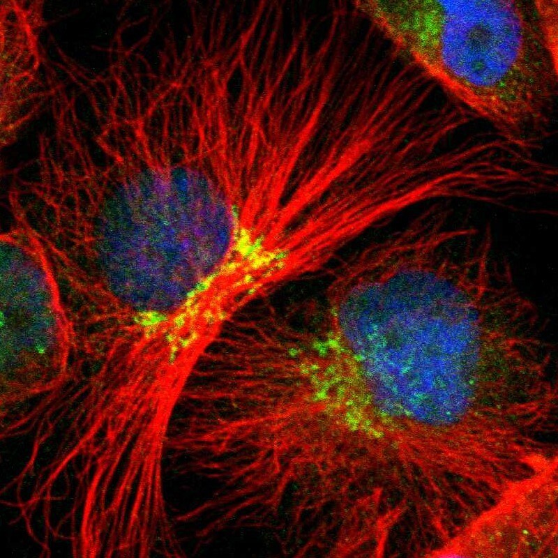EAPP Antibody - BSA Free Immunocytochemistry/ Immunofluorescence: EAPP Antibody [NBP1-88579]