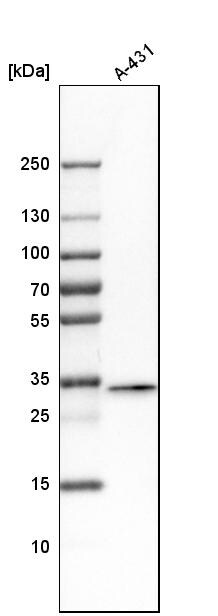 FAM49B Antibody - BSA Free Western Blot: FAM49B Antibody - BSA Free [NBP1-88582]