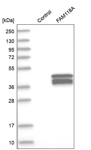 FAM118A Antibody - BSA Free Western Blot: FAM118A Antibody - BSA Free [NBP1-88590]