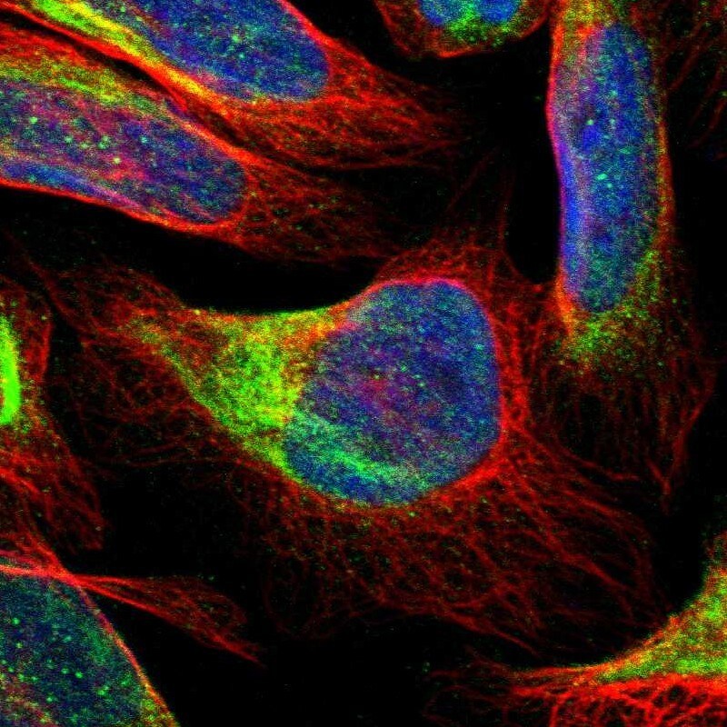 FAM118A Antibody - BSA Free Immunocytochemistry/ Immunofluorescence: FAM118A Antibody - BSA Free [NBP1-88590]