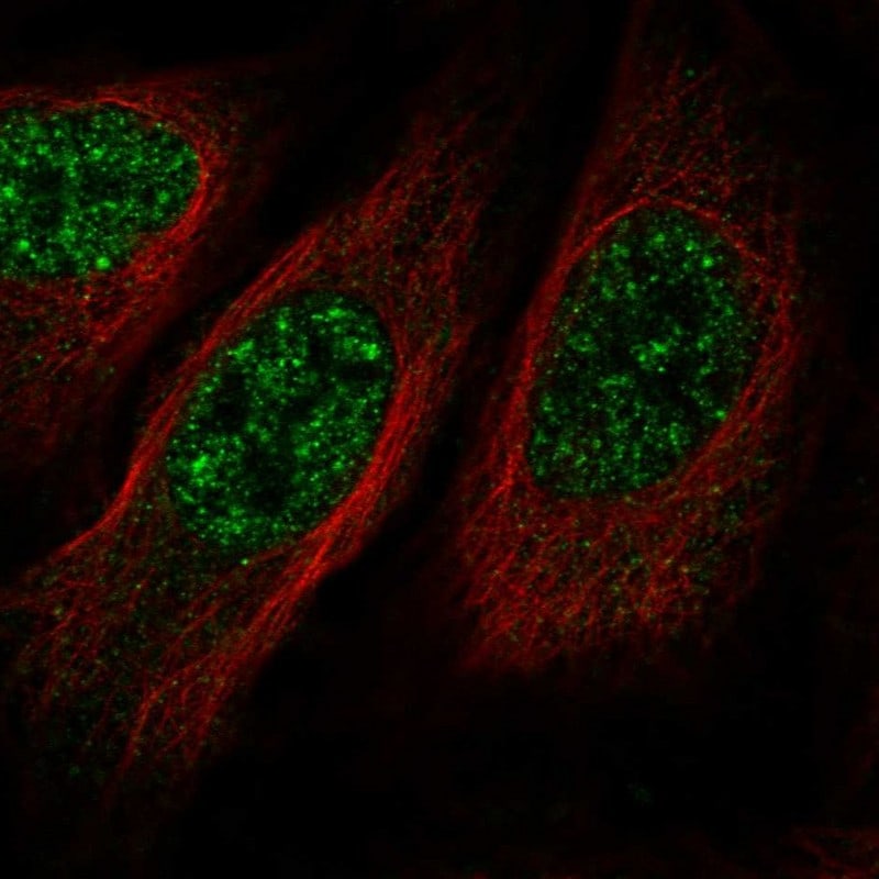 BMP2K Antibody - BSA Free Immunocytochemistry/ Immunofluorescence: BMP2K Antibody [NBP1-88602]