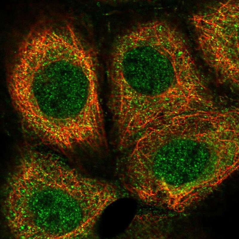 Trim11 Antibody - BSA Free Immunocytochemistry/ Immunofluorescence: Trim11 Antibody [NBP1-88609] -