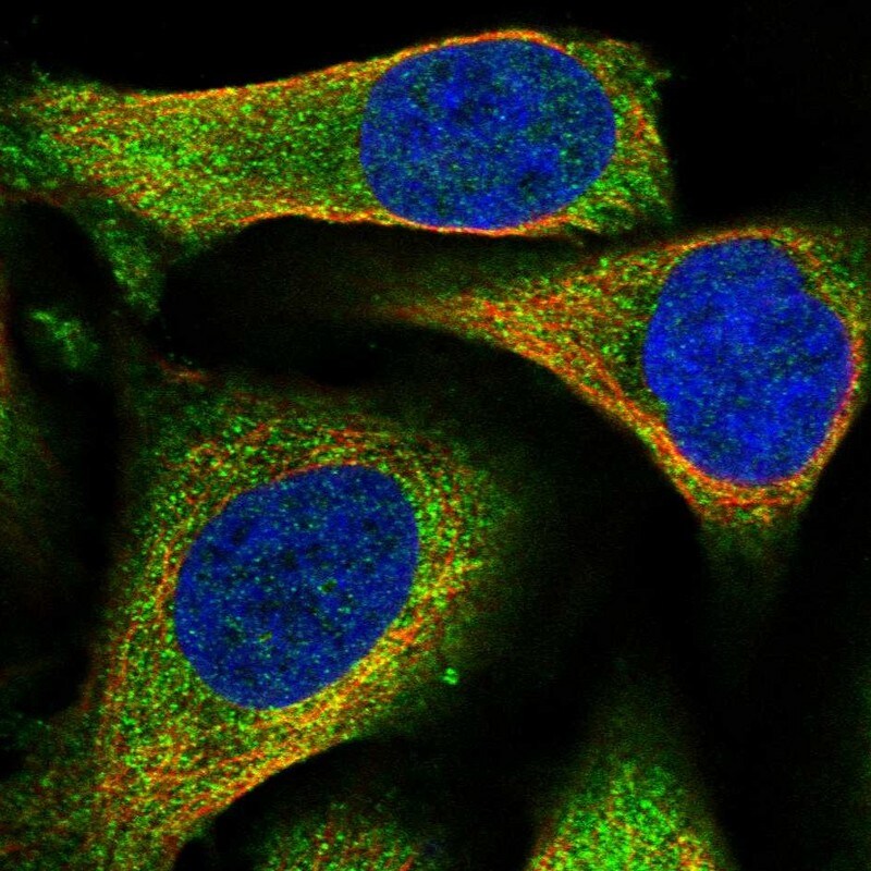 BHMT Antibody - BSA Free Immunocytochemistry/ Immunofluorescence: BHMT Antibody [NBP1-88611]