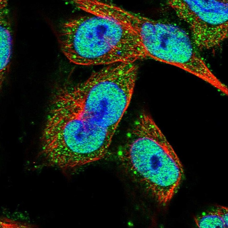 CLOCK Antibody - BSA Free Immunocytochemistry/ Immunofluorescence: CLOCK Antibody [NBP1-88614]