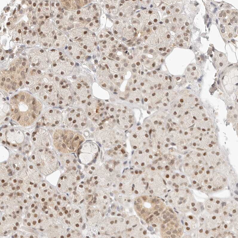 ASCL3 Antibody - BSA Free Immunohistochemistry-Paraffin: ASCL3 Antibody [NBP1-88635]
