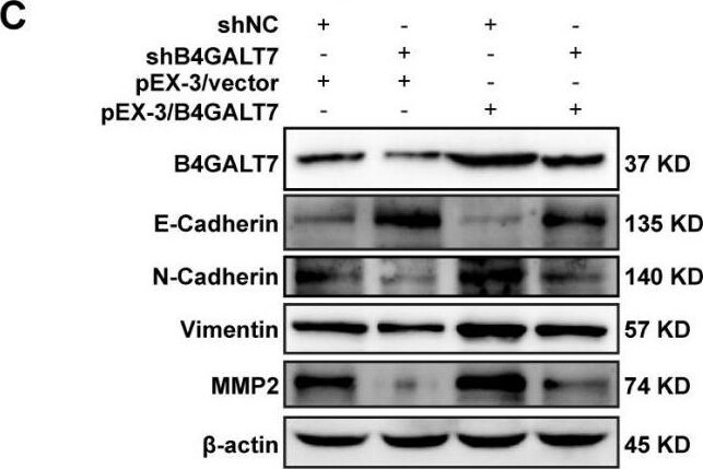 B4GALT7 Antibody - BSA Free