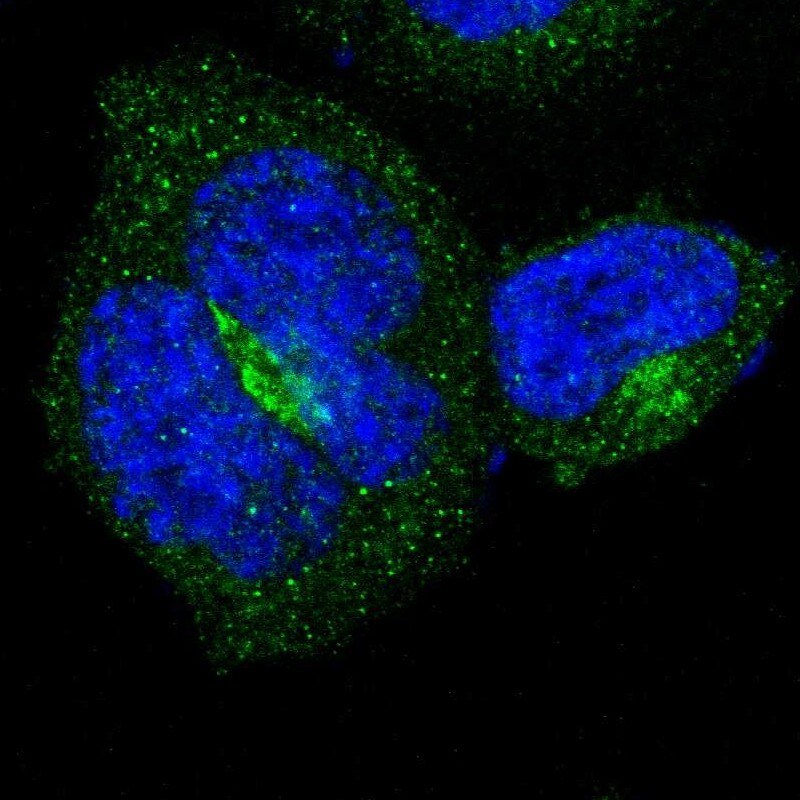 B4GALT3 Antibody - BSA Free Immunocytochemistry/ Immunofluorescence: B4GALT3 Antibody [NBP1-88653]