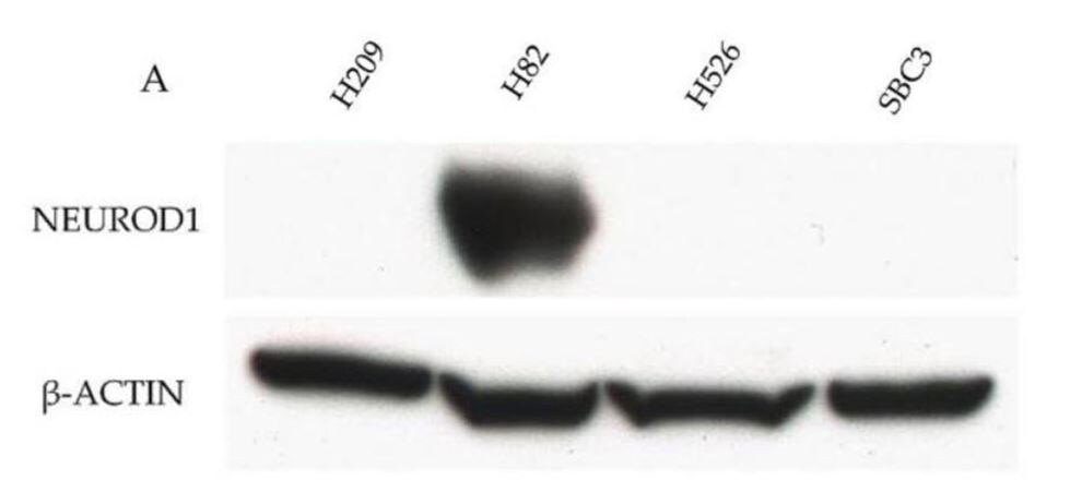 NeuroD1 Antibody