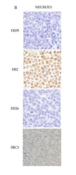 NeuroD1 Antibody