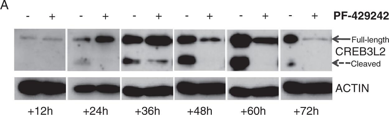 CREB3L2 Antibody