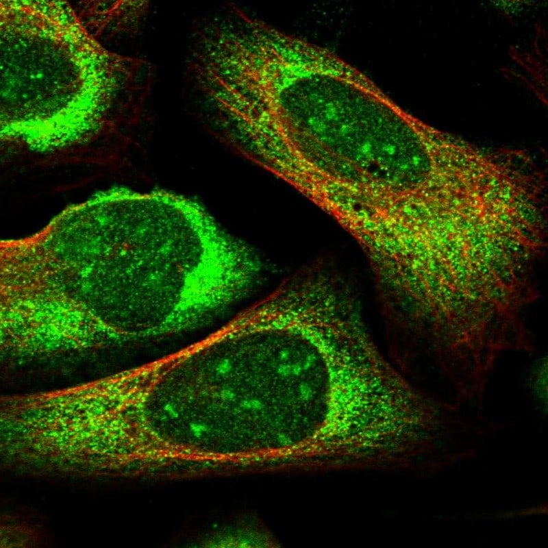 PRRC2C Antibody - BSA Free Immunocytochemistry/ Immunofluorescence: PRRC2C Antibody [NBP1-88702]